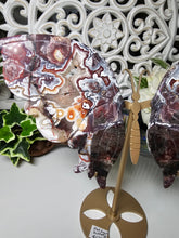 Load image into Gallery viewer, Mexican Crazy Lace Butterfly Wings on Stand (707g)
