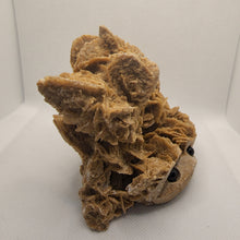 Load image into Gallery viewer, Raw Desert Rose Hedgehog

